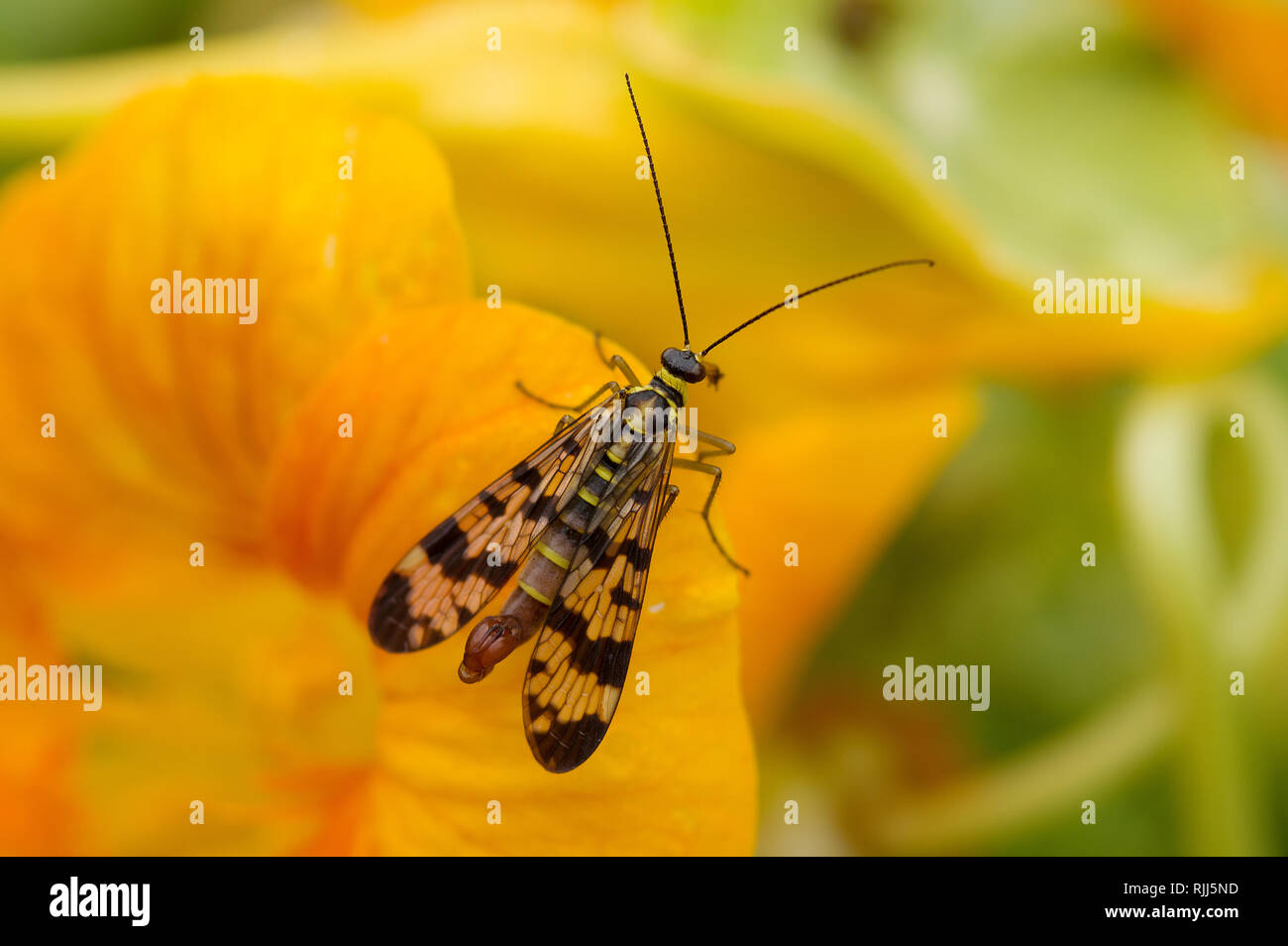 Gemeinsame Scorpionfly (Panorpa communis). Erwachsene auf die gelbe Kapuzinerkresse Blume, Deutschland Stockfoto