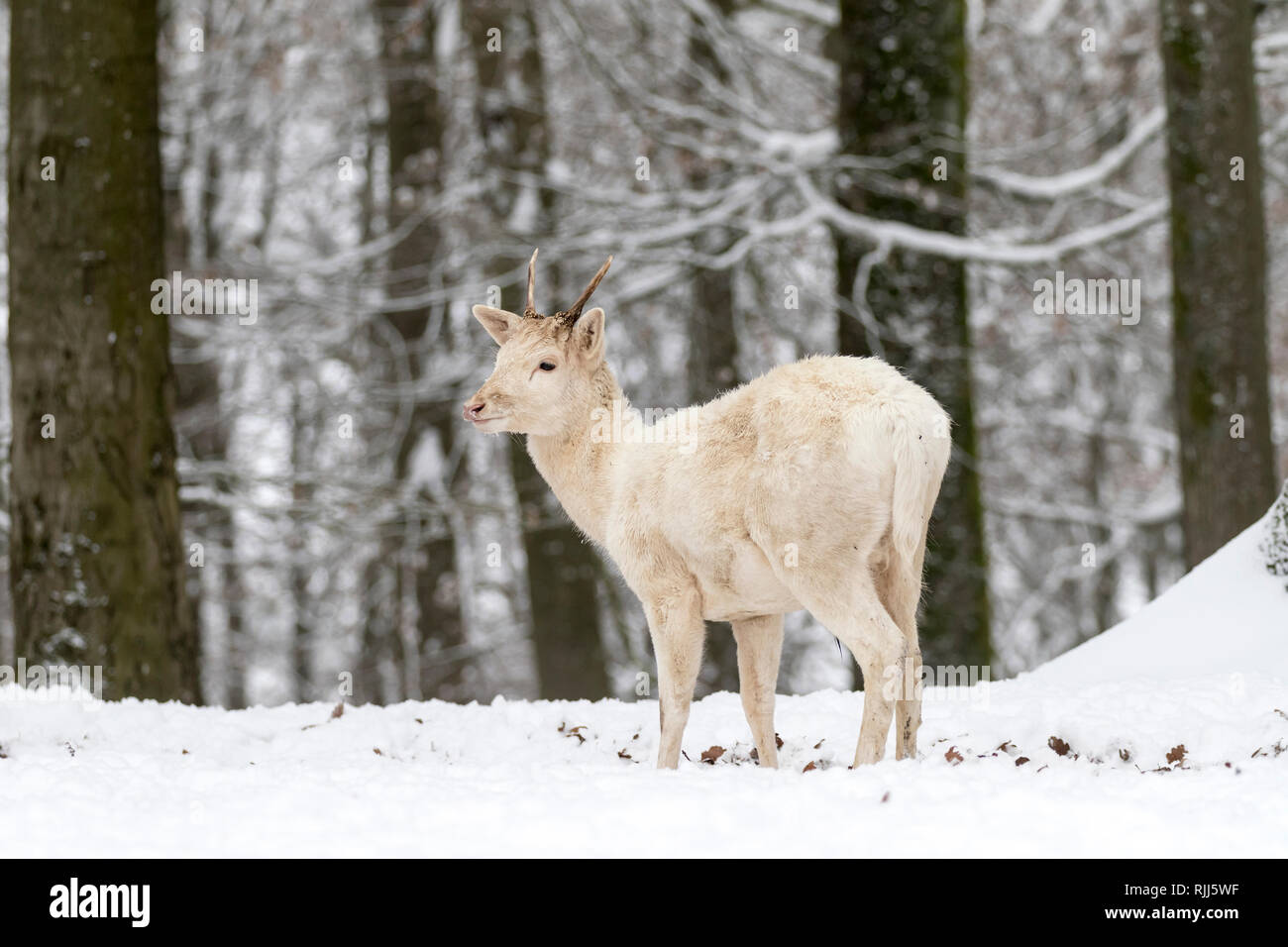 Weiße Damhirsche Rotwild (Cervus dama). Jungen Hirsch im verschneiten Wald. Deutschland Stockfoto