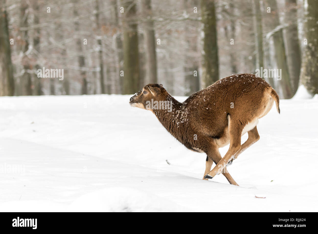 Europäischer Mufflon (Ovis orientalis Musimon). Ewe im Wald im Winter. Deutschland Stockfoto