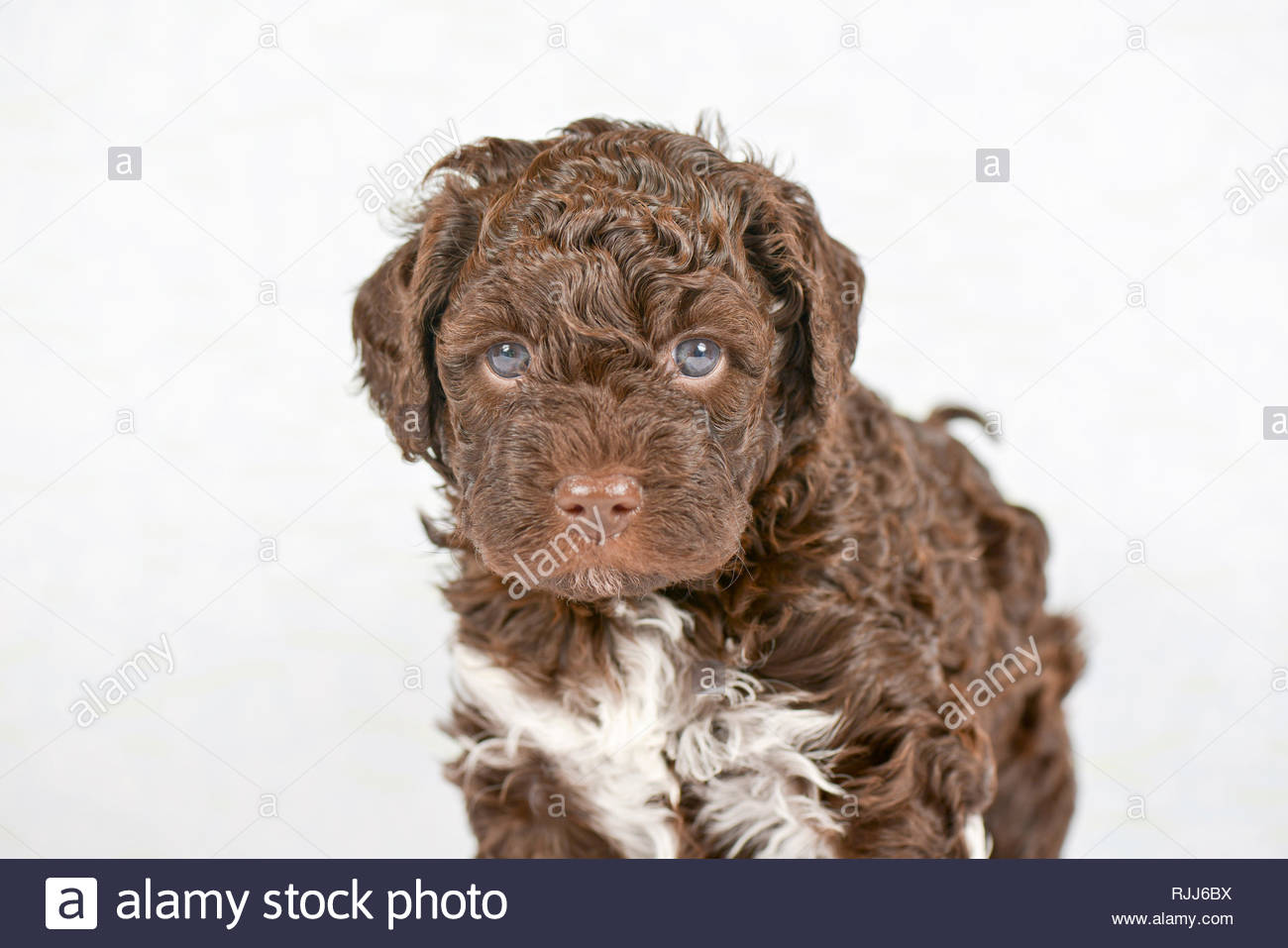 Einzigartige Lagotto Romagnolo Welpen Boblingen Sonstige Hunderassen Deine Tierwelt De