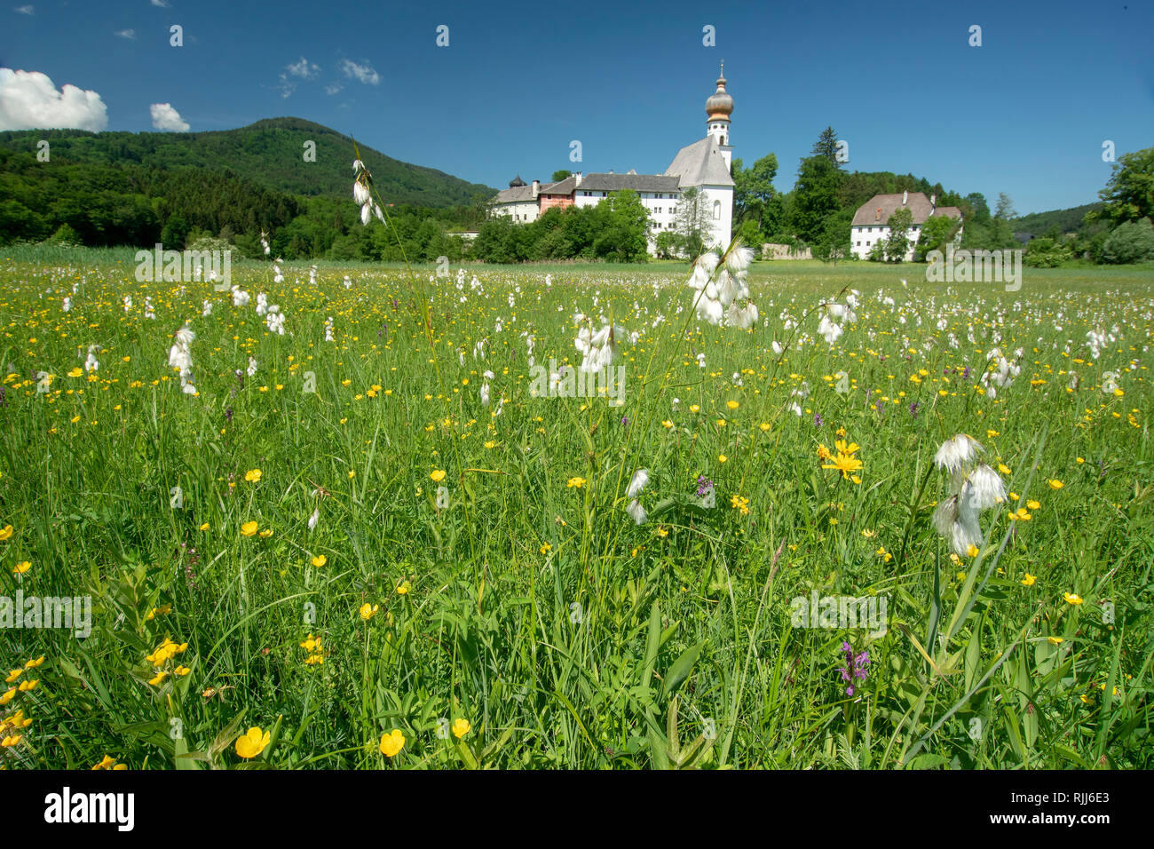 Blühende Wiese mit dem ehemaligen Augustinerkloster Hoeglwoerth im Hintergrund. Oberbayern, Deutschland Stockfoto