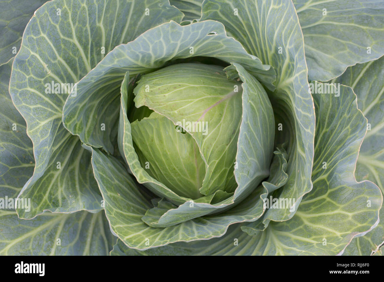 Weißkohl (Brassica oleracea var. capitata f. alba). Kohl Kopf auf einem Feld in Dithmarschen, Schleswig, Holstein, Deutschland Stockfoto