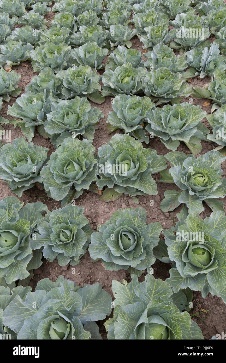 Weißkohl (Brassica oleracea var. capitata f. alba). Kohl Köpfe auf einem Feld in Dithmarschen, Schleswig, Holstein, Deutschland Stockfoto