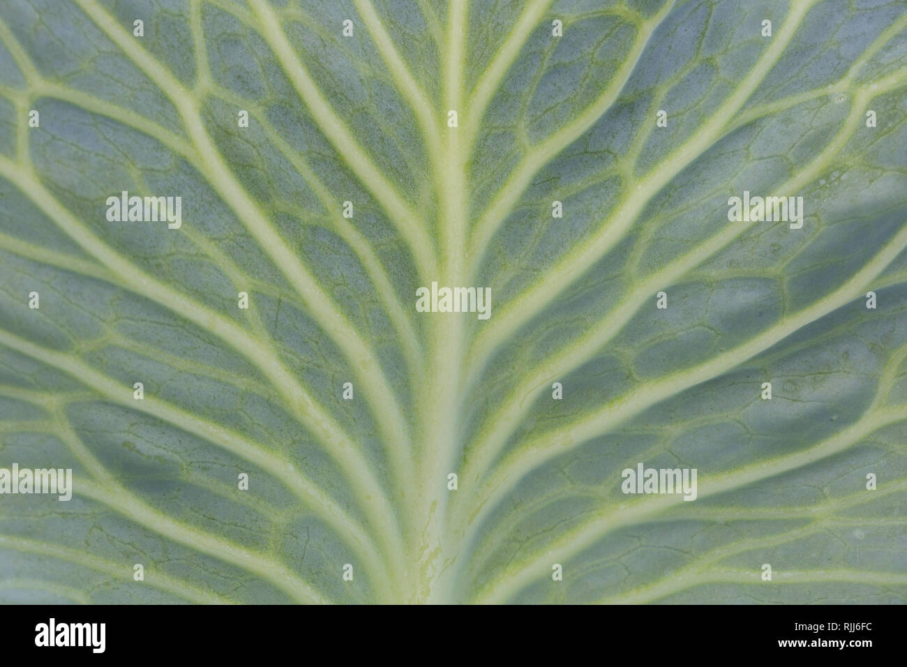 Weisskohl Brassica Oleracea Var Capitata F Alba In Der Nahe Von Blatt Mit Gut Sichtbaren Venen Deutschland Stockfotografie Alamy