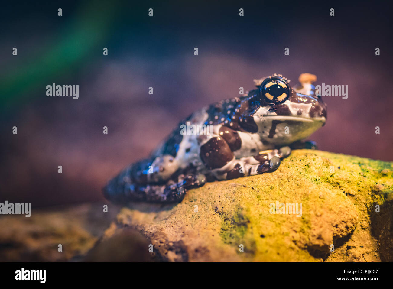 Eine braune tropischen Frog close-up Stockfoto
