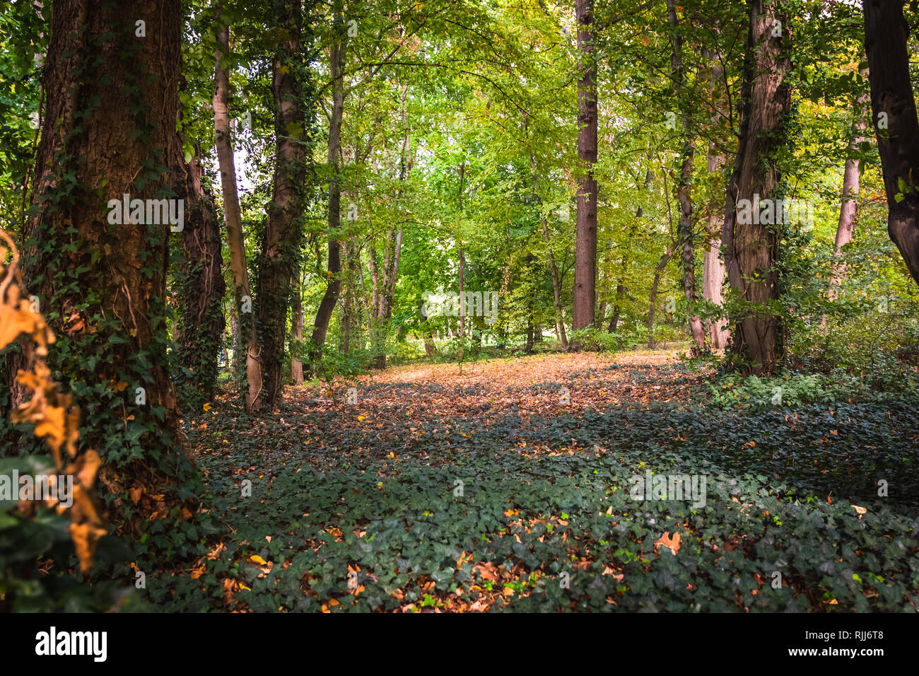 Lorbeer efeu Fotos und Bildmaterial in hoher Auflösung Alamy
