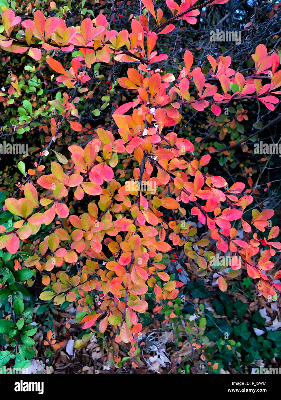 Bunte Blätter eines Baumes Stockfoto