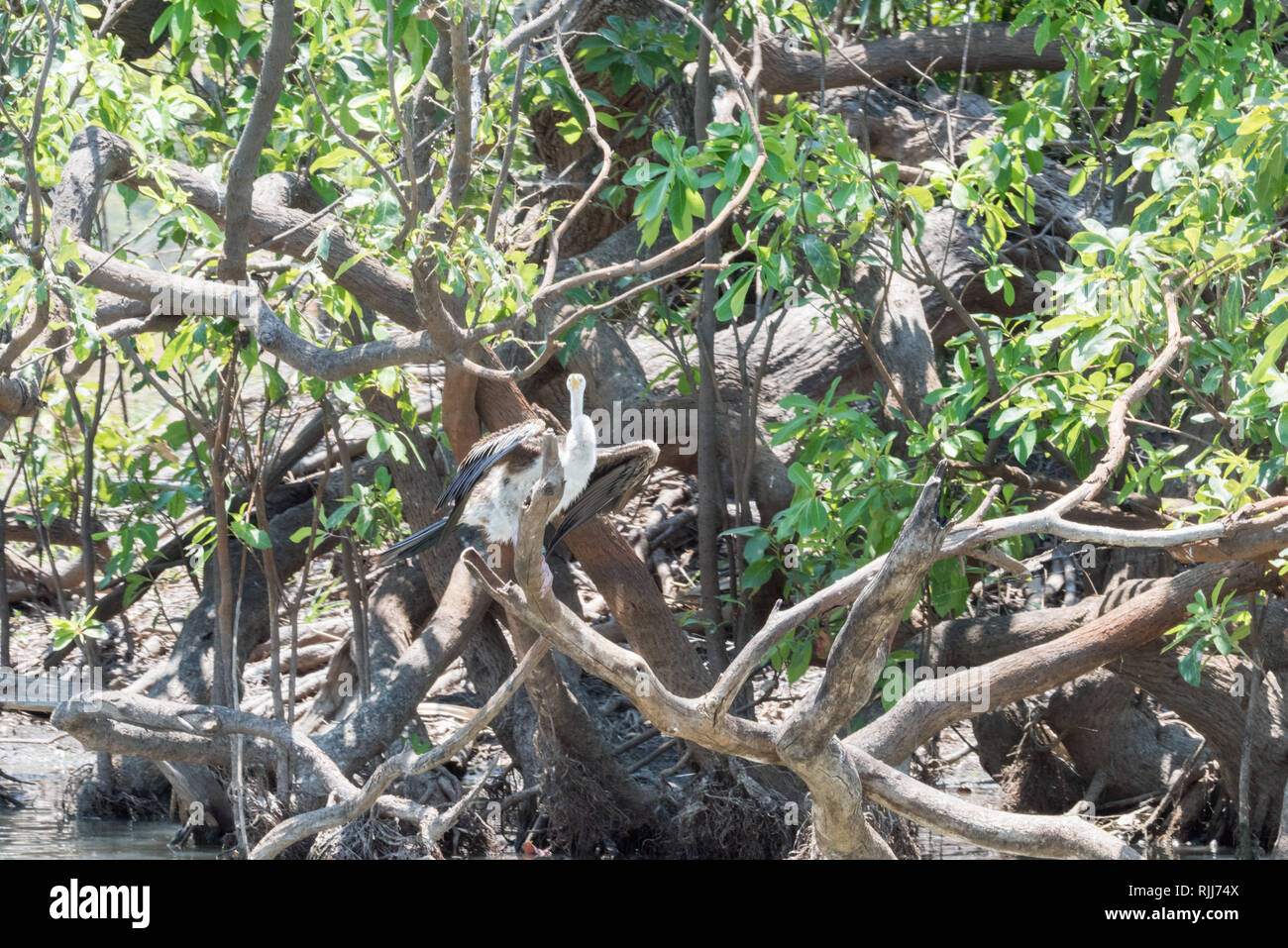 Australasian Darter mit ausgebreiteten Flügeln für die Trocknung auf Niederlassung im Corroboree Billabong Feuchtgebiet im Northern Territory von Australien gehockt Stockfoto