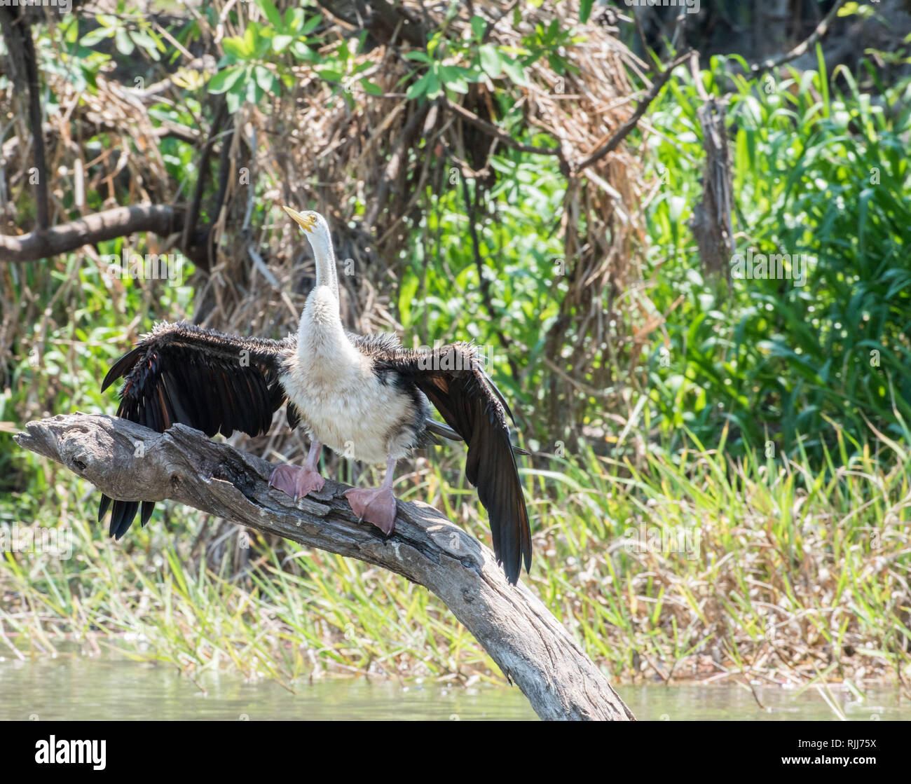 Australasian Darter mit ausgebreiteten Flügeln für die Trocknung auf Niederlassung im Corroboree Billabong Feuchtgebiet im Northern Territory von Australien gehockt Stockfoto