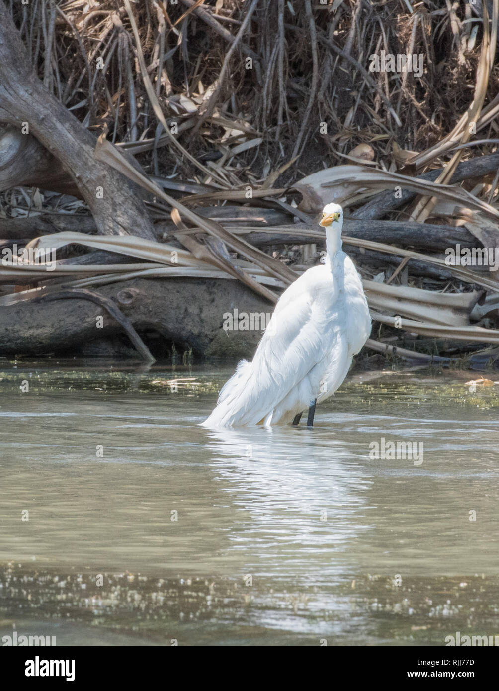 Silberreiher waten entlang der Flussufer in der corroboree Billabong Feuchtgebiet im Northern Territory von Australien Stockfoto