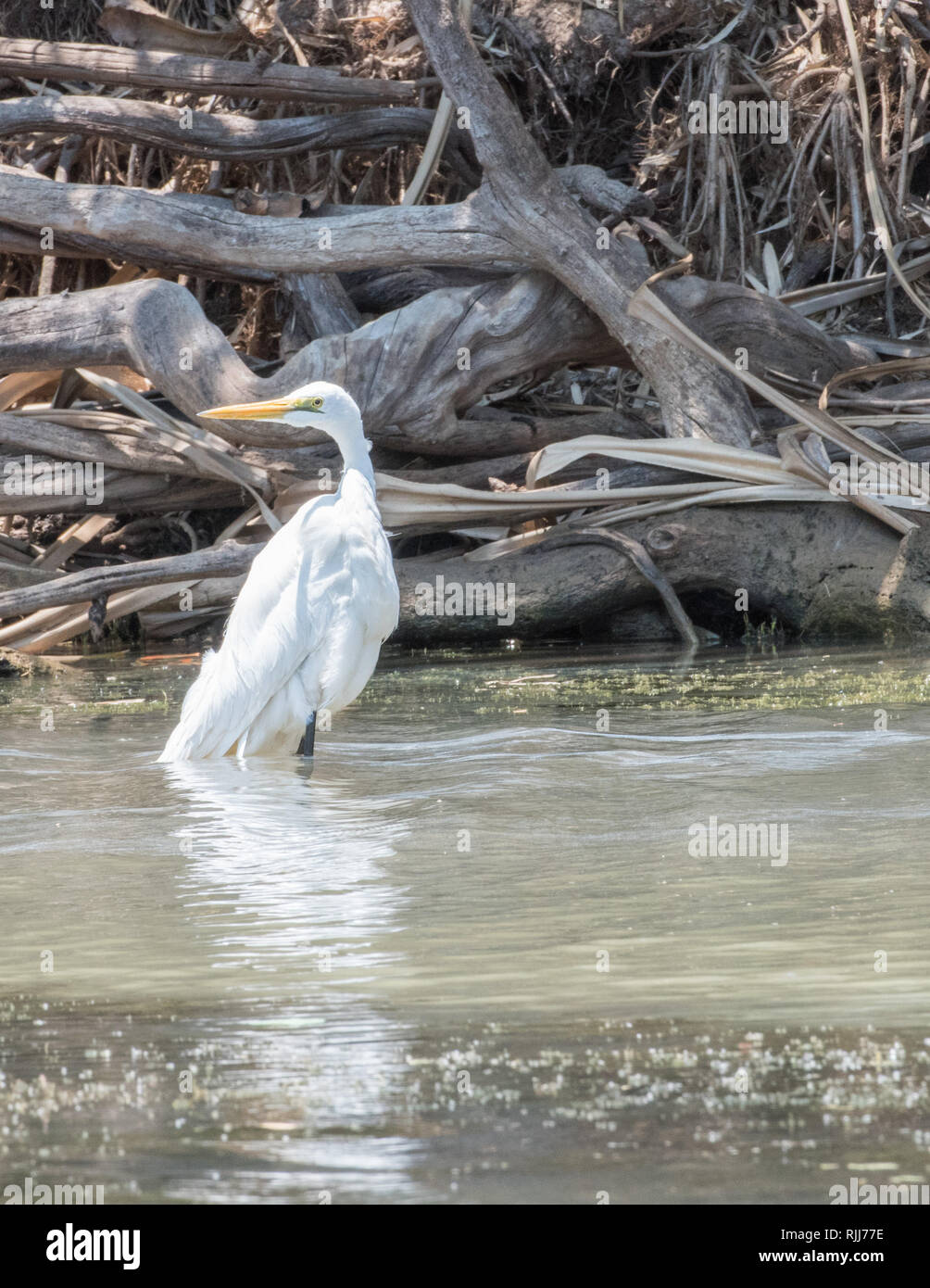 Silberreiher waten entlang der Flussufer in der corroboree Billabong Feuchtgebiet im Northern Territory von Australien Stockfoto