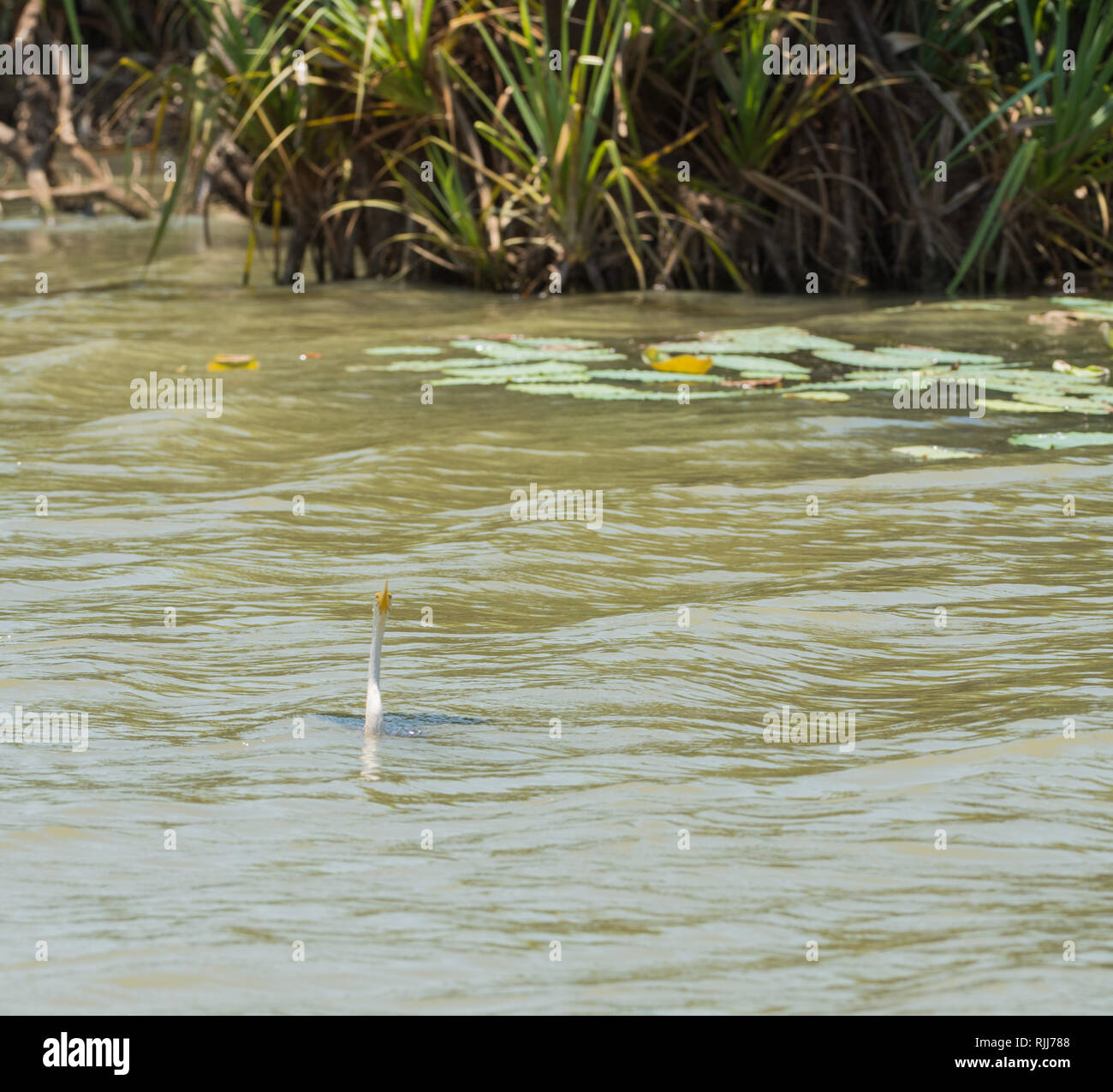 Australasian Darter schwimmen im Corroboree Billabong Feuchtgebiet im Northern Territory von Australien Stockfoto