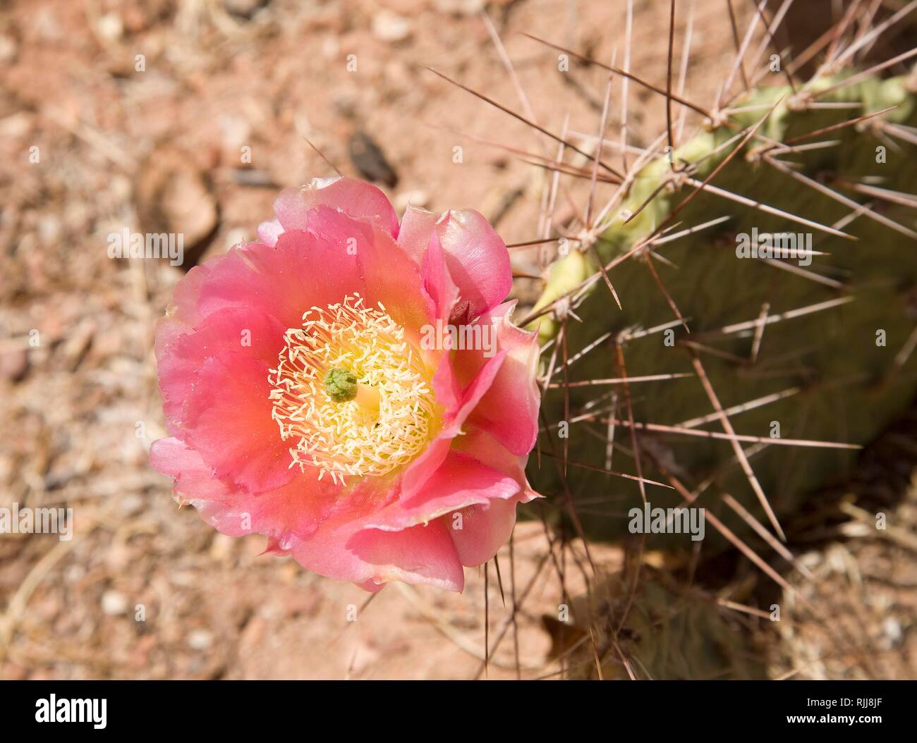 Feigenkaktus (Opuntia ficus-indica) mit rosa Blume, Capitol Reef National Park, Utah, USA Stockfoto