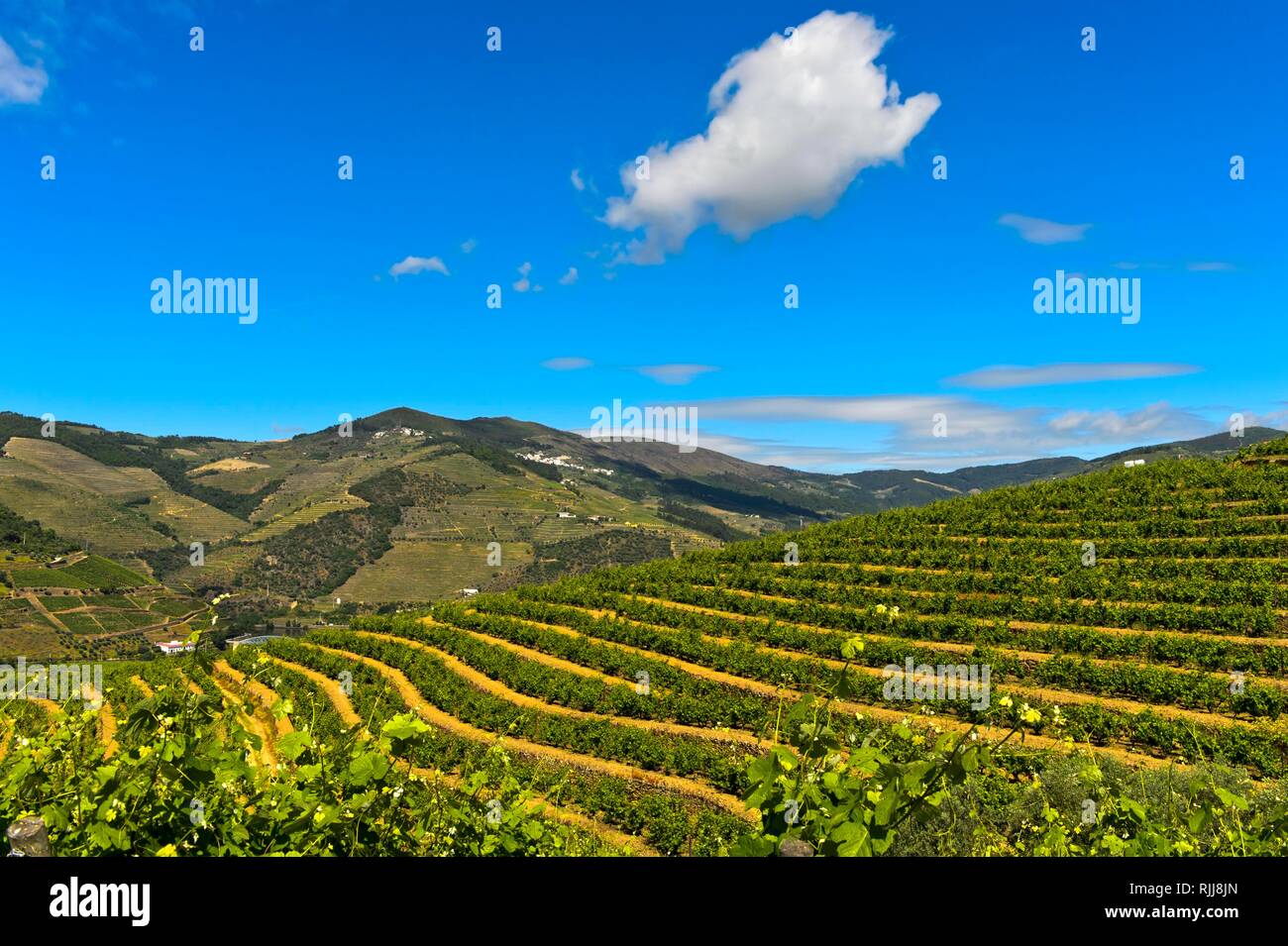 Weinbergterrassen in der Weinregion Alto Douro, Pinhao, Douro-tal, Portugal Stockfoto