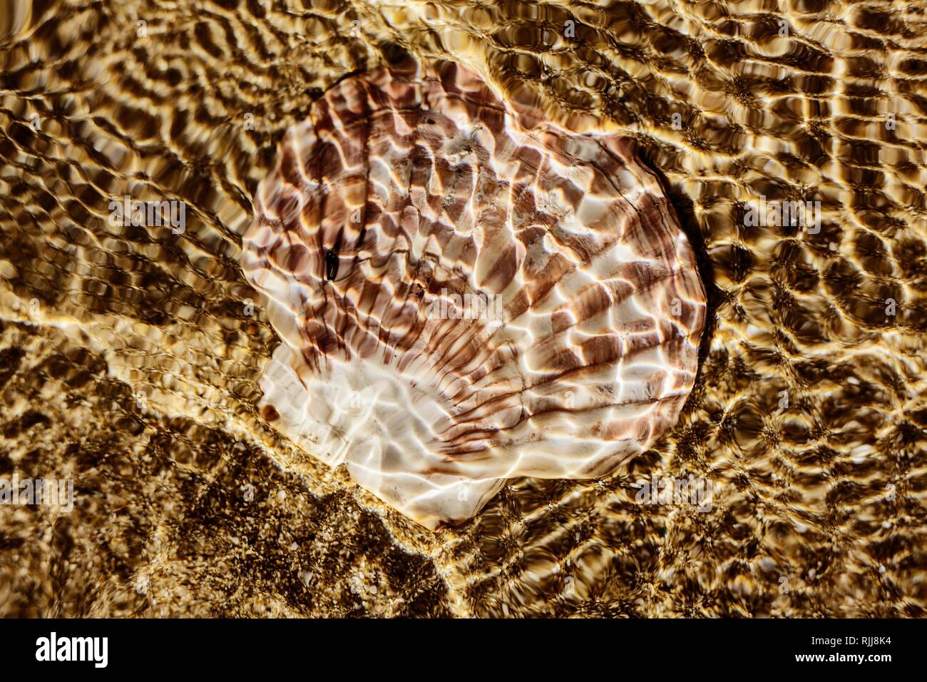 Mussel Shell, Shell liegt im seichten Wasser am Strand im Meer, Reflexionen von Sonnenlicht, Denneville, Normandie, Frankreich Stockfoto