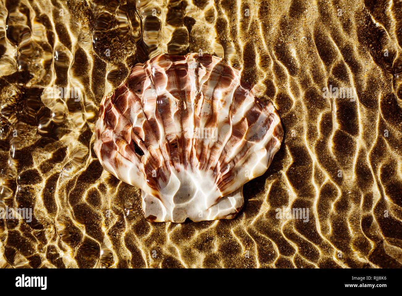 Mussel Shell, Shell liegt im seichten Wasser am Strand im Meer, Reflexionen von Sonnenlicht, Denneville, Normandie, Frankreich Stockfoto