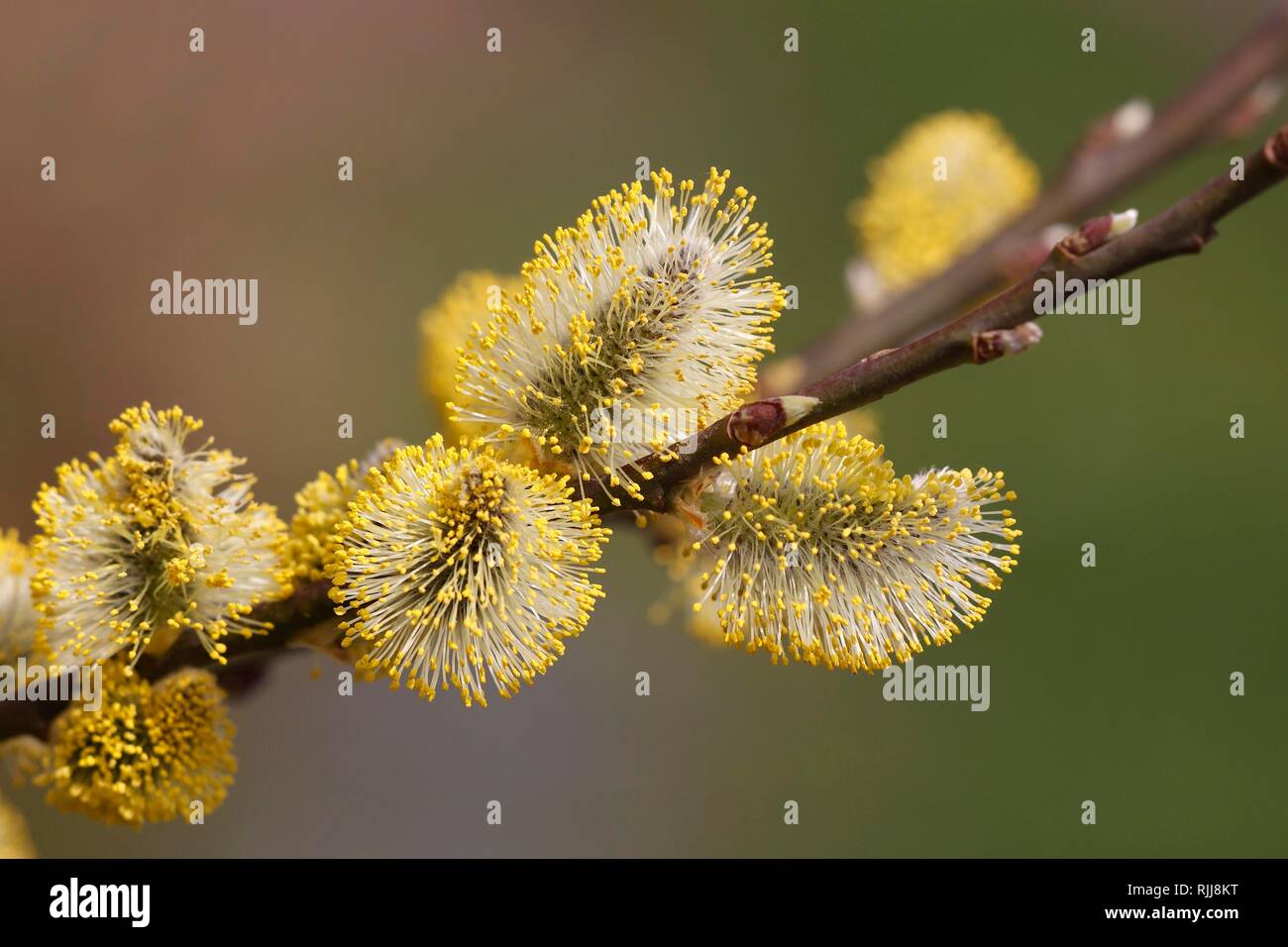 Gelbe Blüte Ziege Weide (Salix caprea) mit männlichen Blüten, Willow palmkätzchen, Schleswig-Holstein, Deutschland Stockfoto