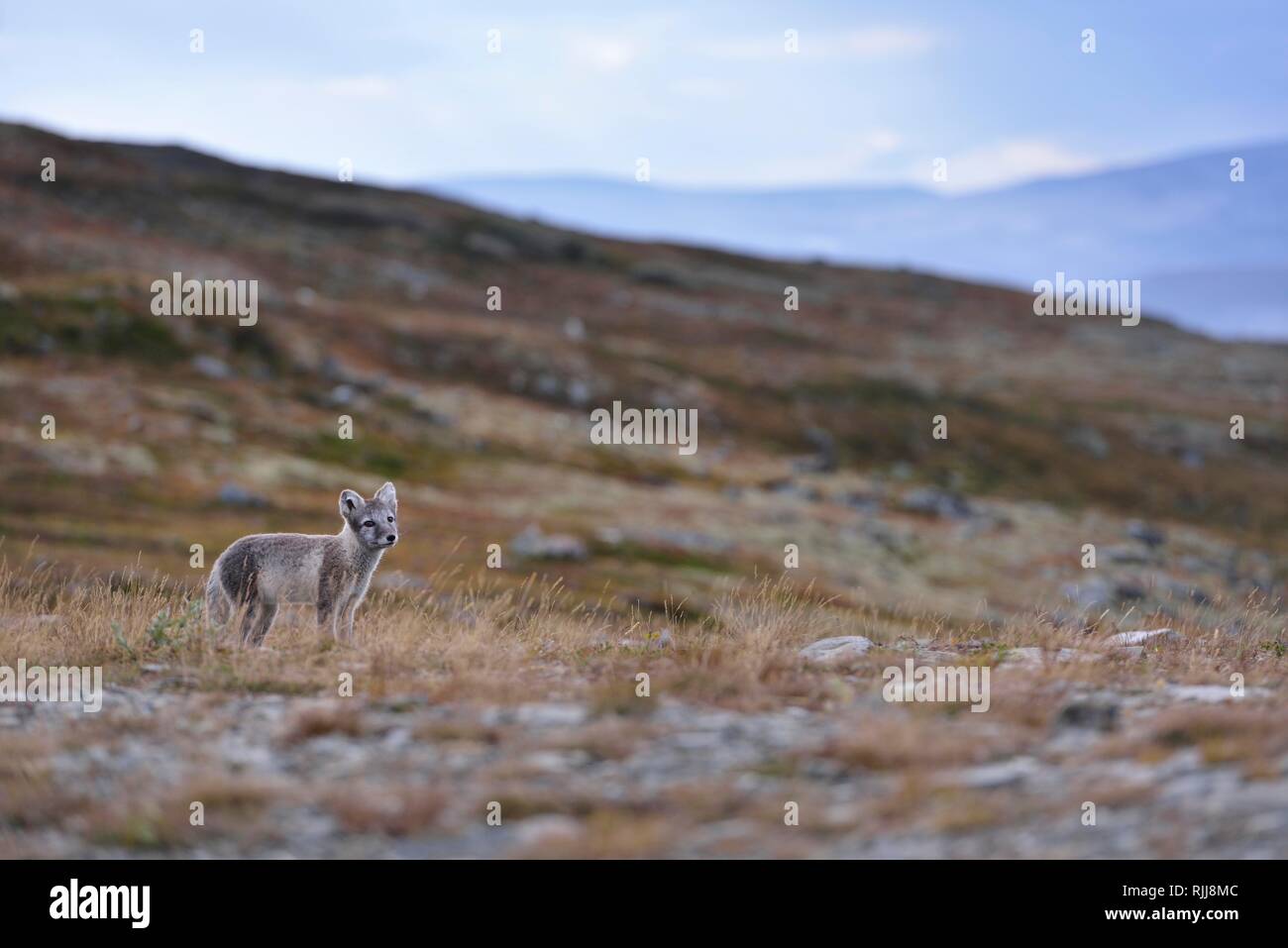Arctic Fuchs (Vulpes lagopus), junge Tier steht in Fjell, Dovrefjell, Norwegen Stockfoto