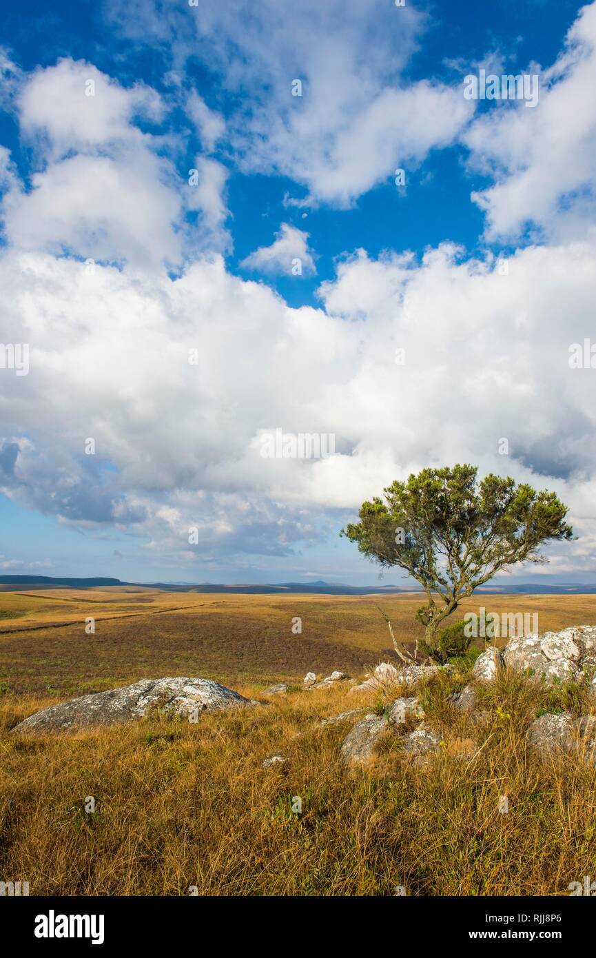 Blick über das Hochland des Nyika Nationalpark, Malawi Stockfoto