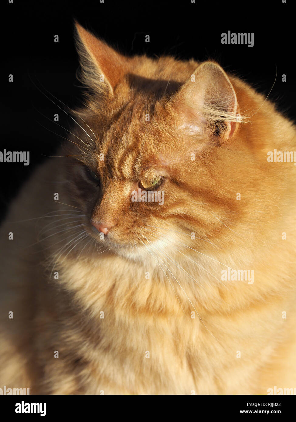Ein süßes Ingwer Tom Cat sitzt im Sonnenlicht. Stockfoto