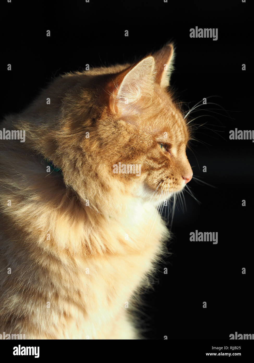 Ein süßes Ingwer Tom Cat sitzt im Sonnenlicht. Stockfoto
