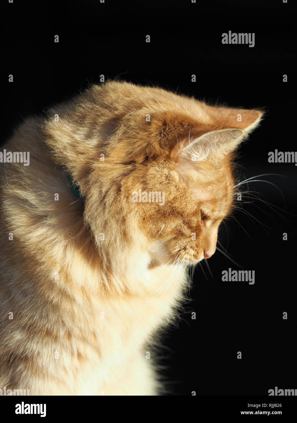 Ein süßes Ingwer Tom Cat sitzt im Sonnenlicht. Stockfoto