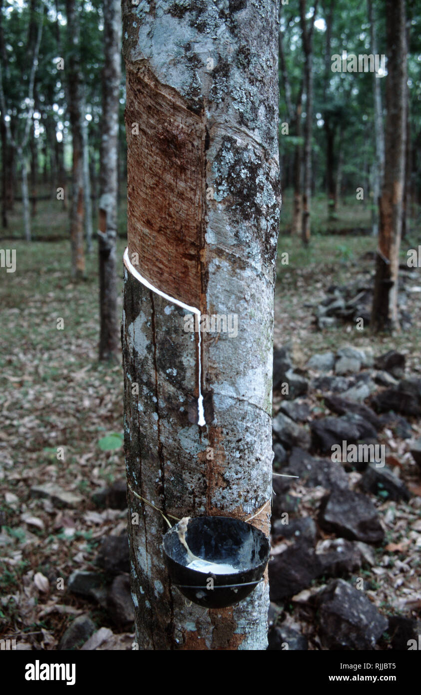 Sammeln von Gummi aus einem Baum in den Western Ghats in Kerala. Das Schneiden in die Rinde, Gummi ist Bled vom Baum und gesammelt in eine Schüssel. Getrocknet, Th Stockfoto