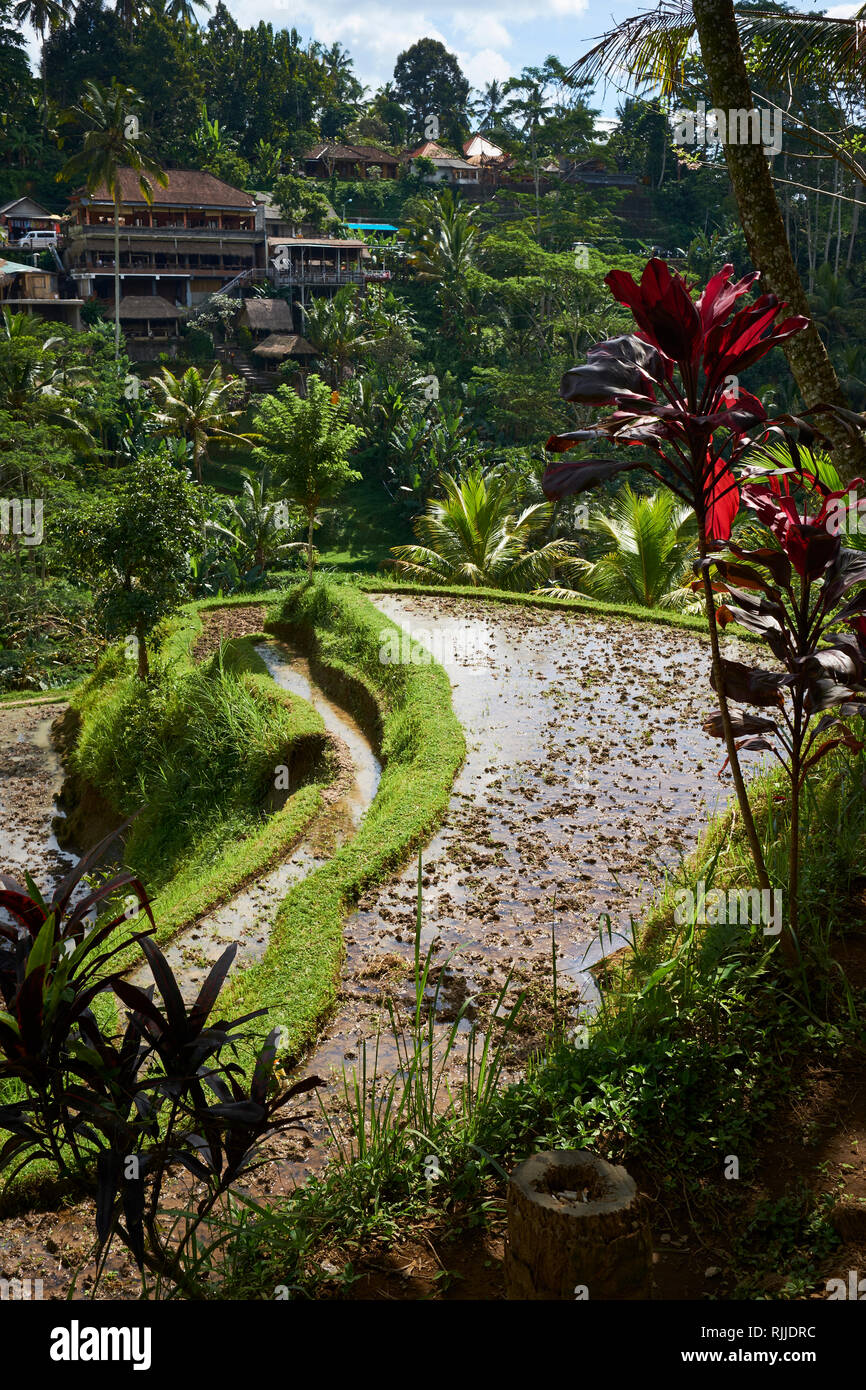 Tegalalang Reis Terrasse ist eine der bekanntesten touristischen Objekte in Bali Tegalalang Dorf nördlich von Ubud Bali gelegen. Stockfoto