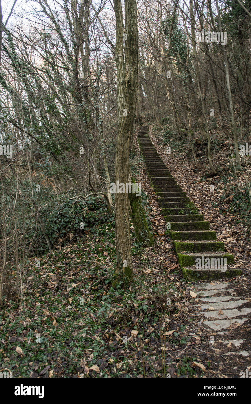 Stein-Treppe im Wald Stockfoto