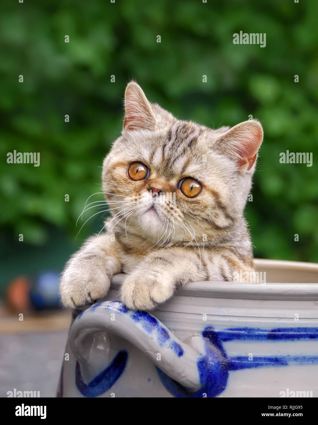 Junge Exotic Shorthair Katze Kätzchen, eine kurzhaarige persischen Rasse, in einem Steingut Topf zeigt seine Pfoten und neugierig beobachten, im Garten sitzen, Germ Stockfoto