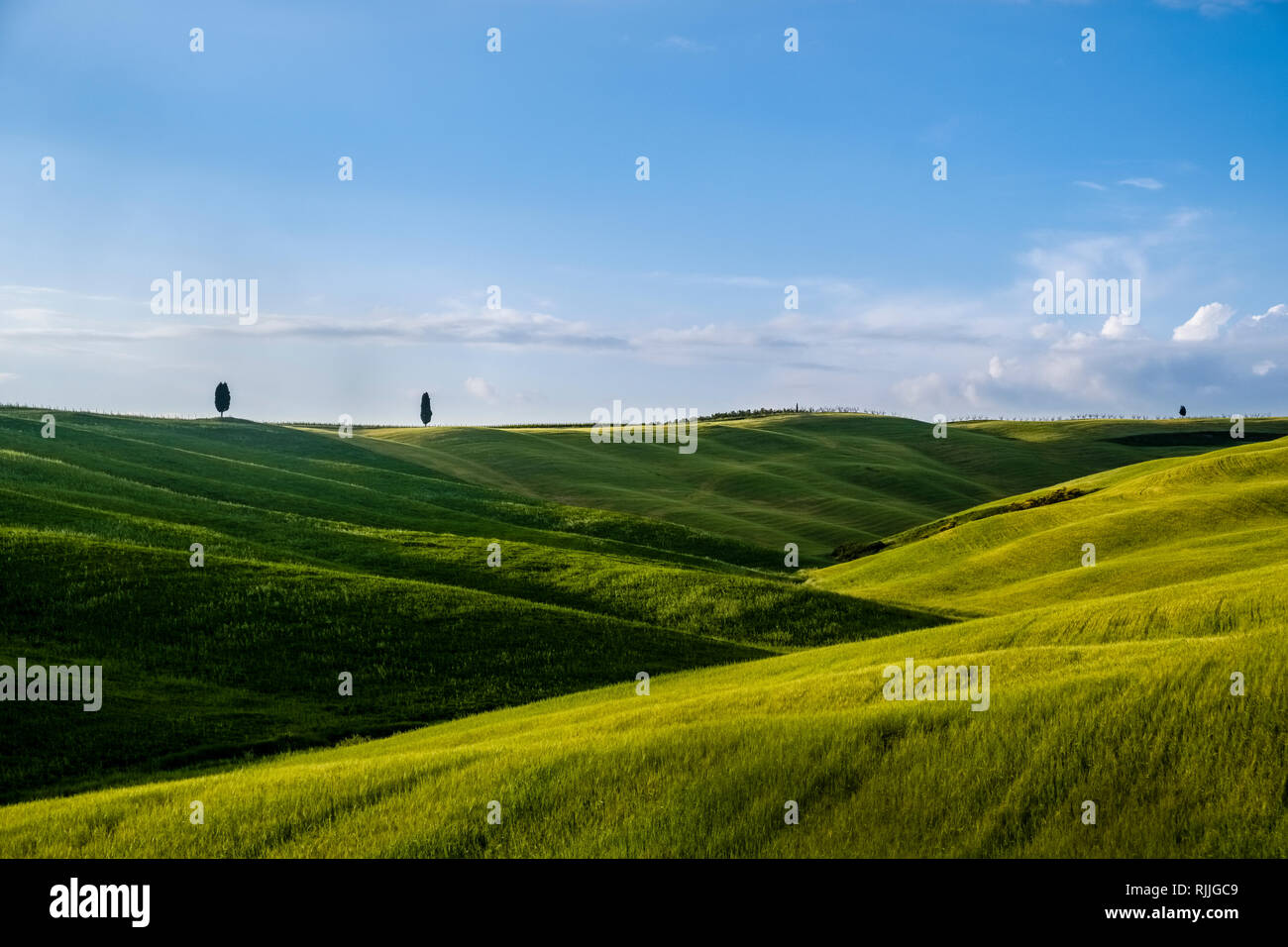 Typische hügelige Toskanische Landschaft im Val d'Orcia mit zwei einzelnen Zypressen auf einem Hügel bei Sonnenaufgang Stockfoto