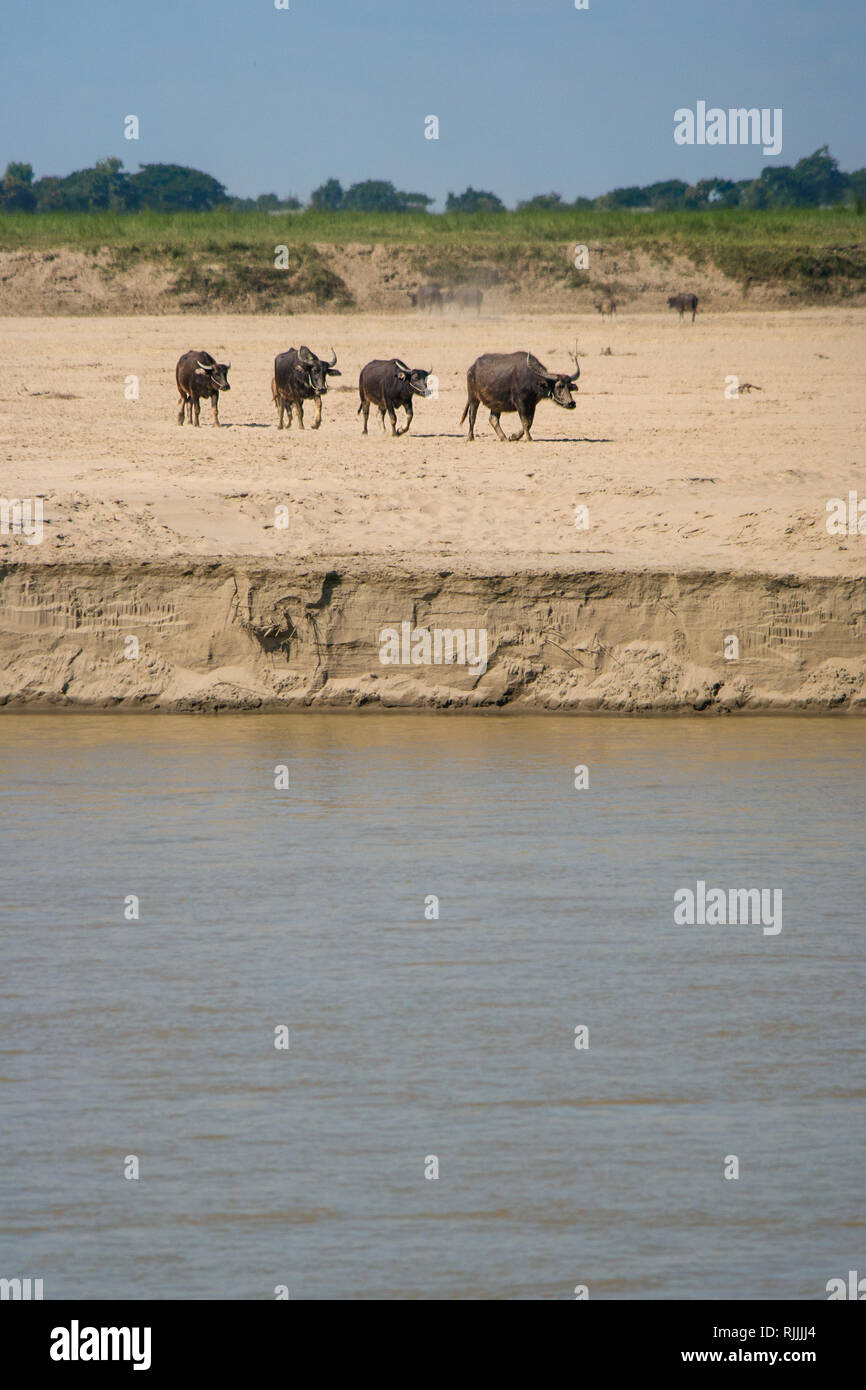 Ein gehört der Wasserbüffel Spaziergang inline auf einer Sandbank zu einem Fluss zu Wasser. Stockfoto