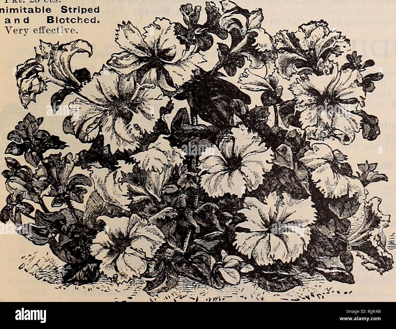 Beckert S Garten Und Blumen Samen Verkaufskataloge Samen Gemuse
