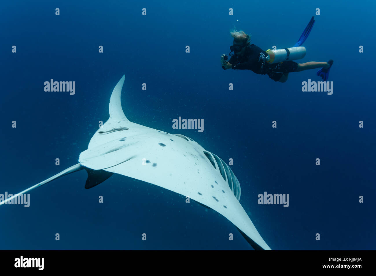 Taucher mit seitlich montierten Tanks machen Fotos von riesigen Mantarochen, Manta birostris, während der Mantas eine Fütterungsfässerrolle ausführt. Stockfoto