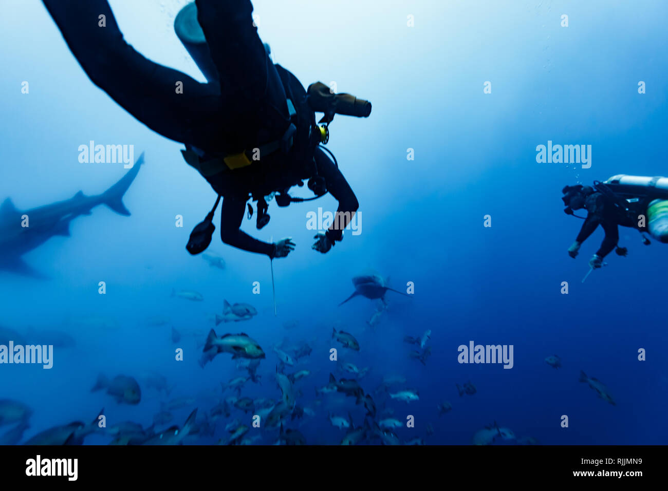 Kamera Männer unter Schule der Fische schwimmen auf der Suche nach beste Aussicht für die virtuelle Realität Film über den Ozean, Shark schließen kann gesehen werden, auf der Linken zu diver Stockfoto