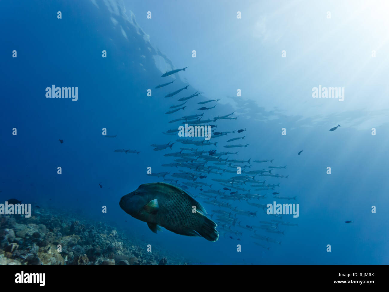 Nahaufnahme eines Büffelkopf lippfisch Fisch mit einer Schule für barracuda im Hintergrund Stockfoto