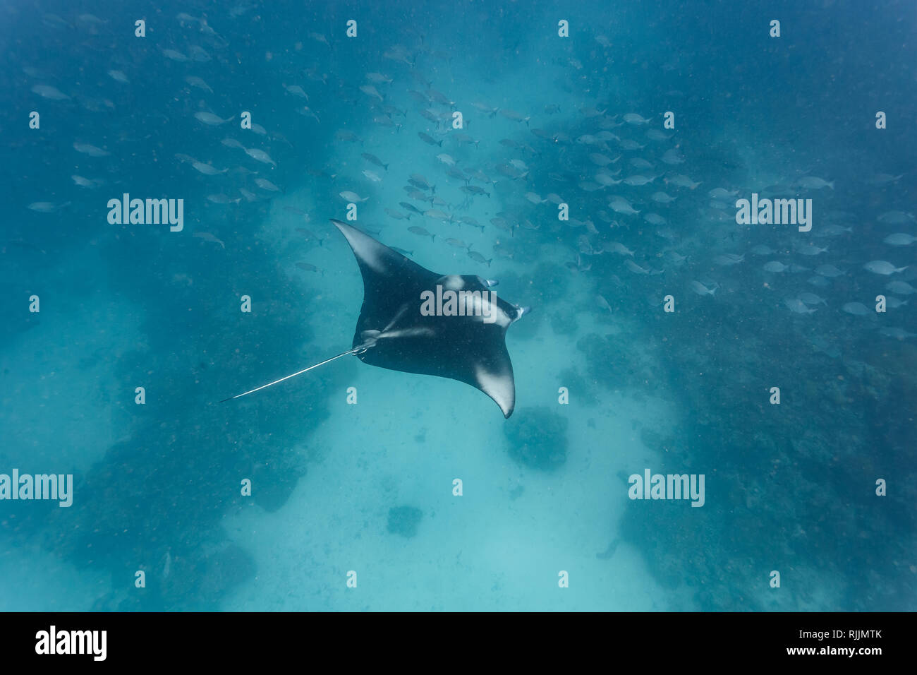 Das schwarz-weiße Muster eines Mantas, Mobula alfredi, breitet Flügel aus, während es über ein Korallenriff und durch eine Fischschwärme glüht Stockfoto