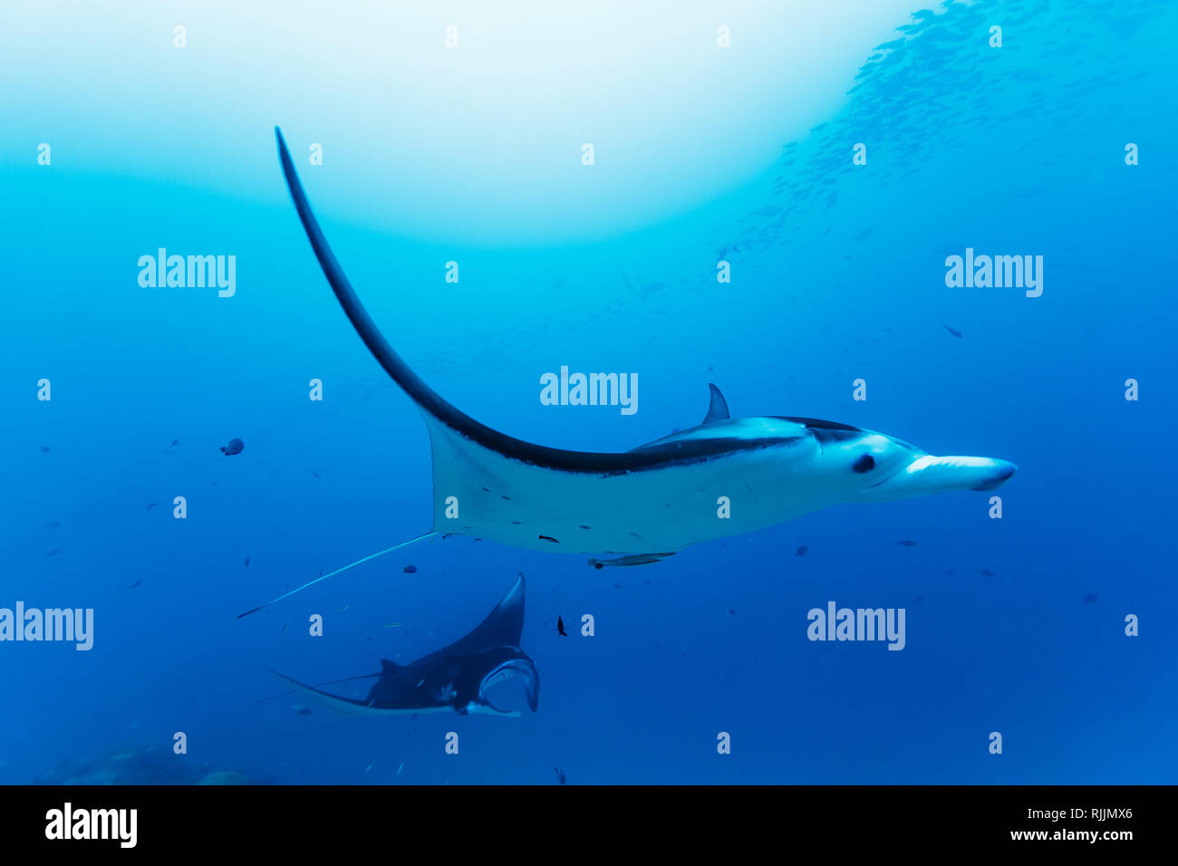 Anmutige Pose von Mantarochen, Mobula alfredi, die sich der Gruppe anschließt Stockfoto