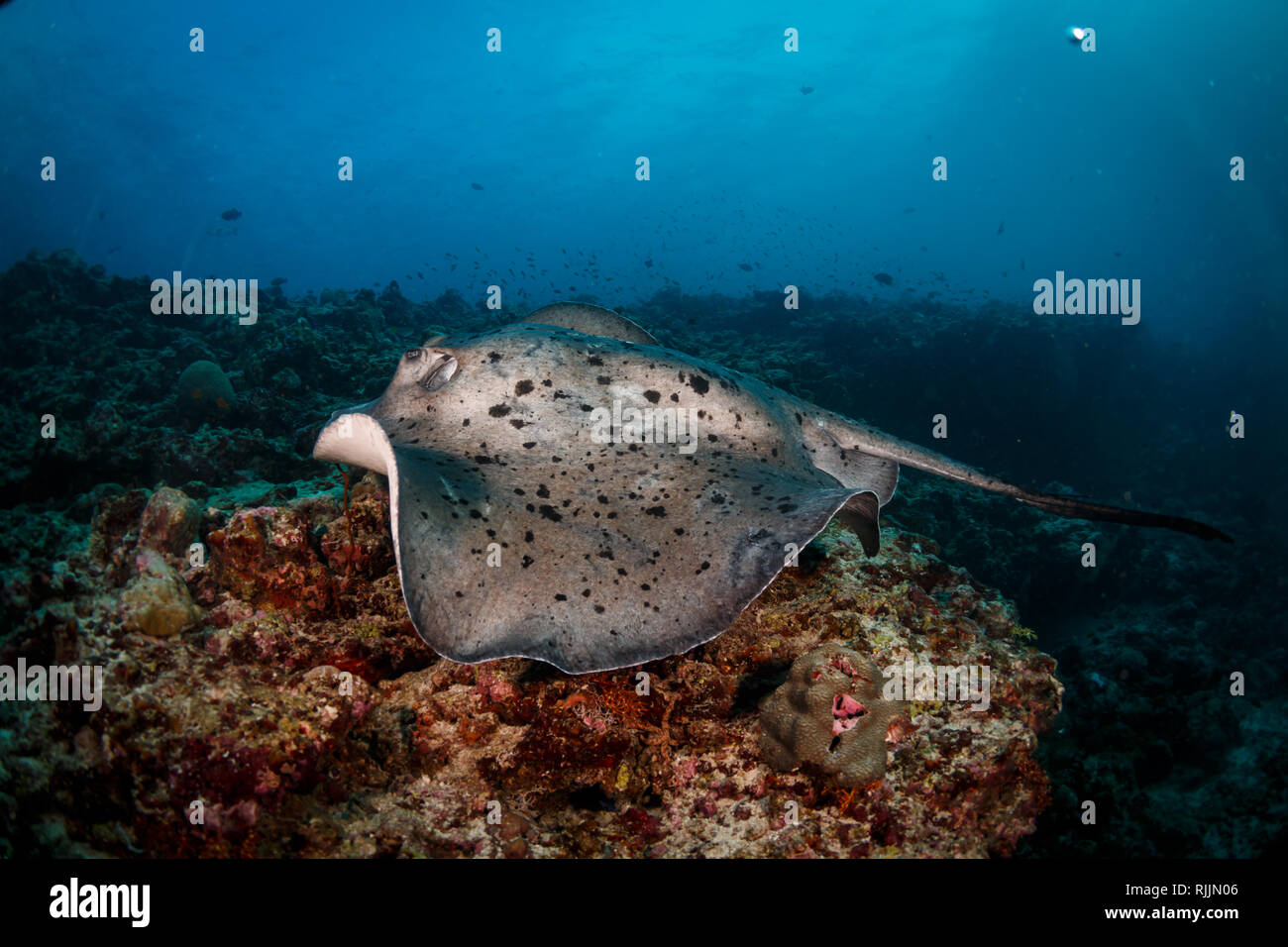 Nahaufnahme von entdeckt riesigen Mantarochen gleiten über Coral Stockfoto