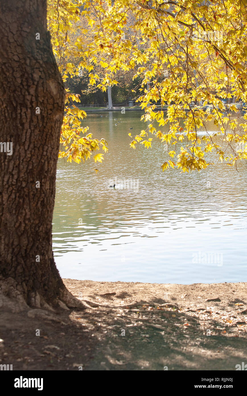 Eine Ente in einen See mit einem Baum mit gelben Blätter im Vordergrund. Stockfoto