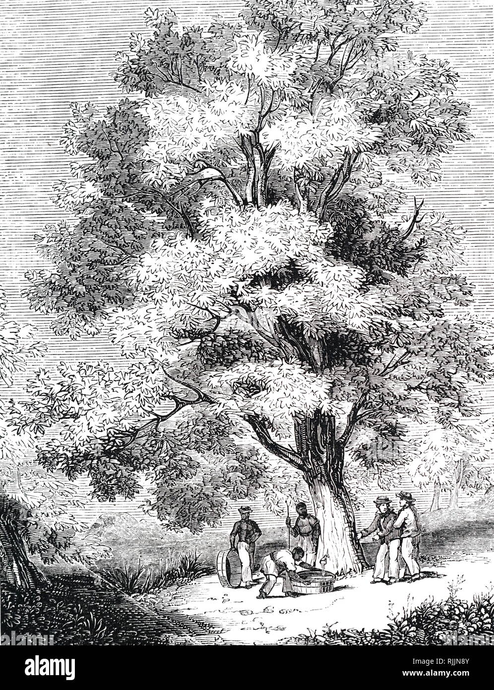 Eine Gravur, die Nordamerikanischen Indianer Antippen eines Sugar Maple Tree für SAP. Vom 19. Jahrhundert Stockfoto
