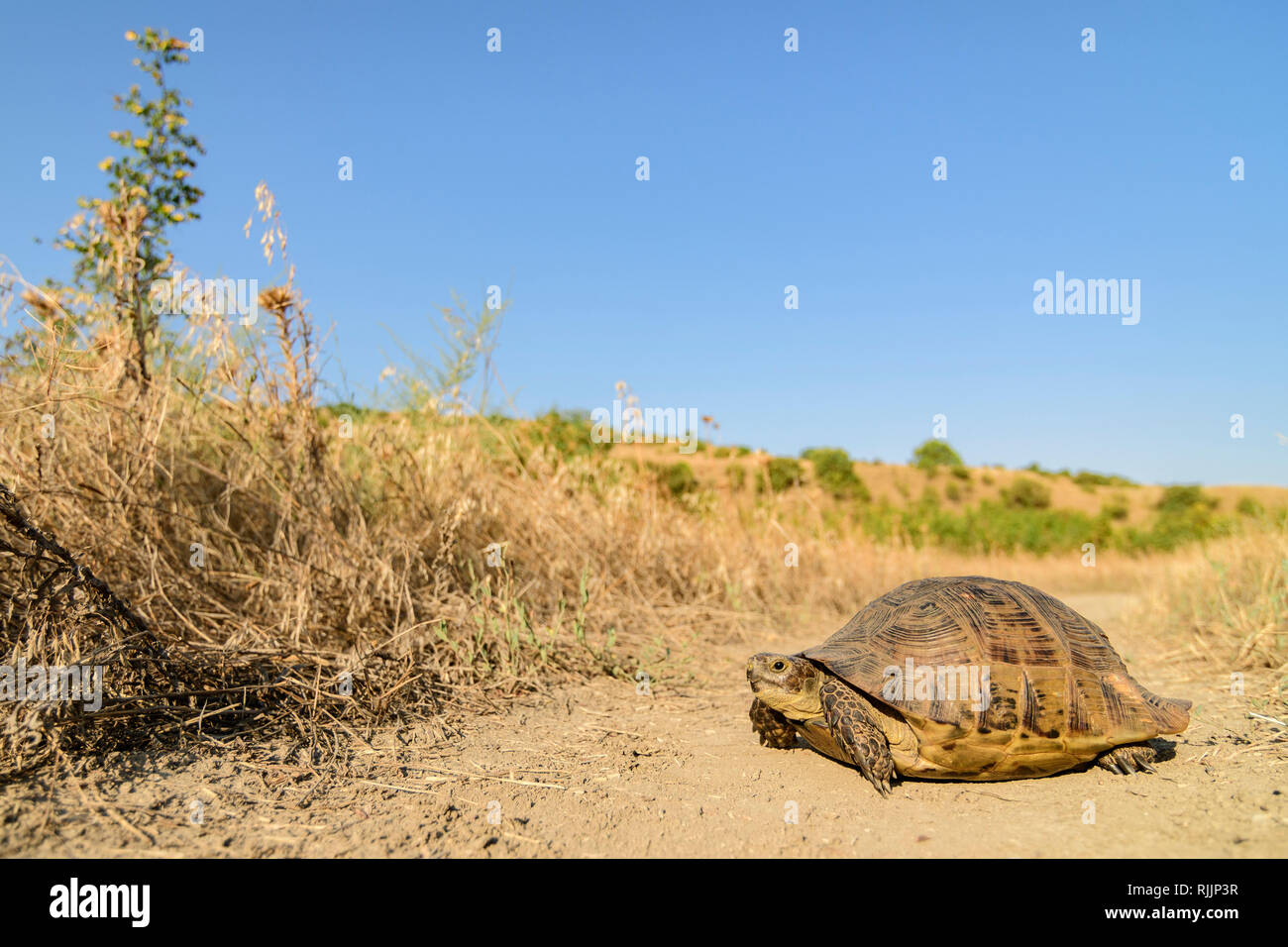 Griechische Schildkröte (Testudo graeca) auf einem Feldweg im Vashlovani Nationalpark, Georgia. Stockfoto