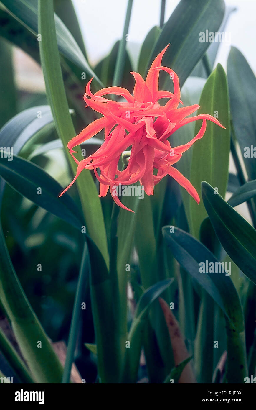Ada aurantiaca ist ein immergrüner baumbewohnenden Orchideen, ist mehrjährig und Frost zarte Blumen im Frühling oder Sommer und beste epiphytically angebaut oder in Töpfe Stockfoto