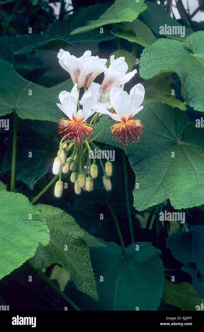 Sparrmannia africana mit weißen Blüten und roten und gelben Staubgefäßen, die im späten Frühling Frühsommer erscheinen Dies ist ein immergrüner Strauch und Frost Ausschreibung Stockfoto