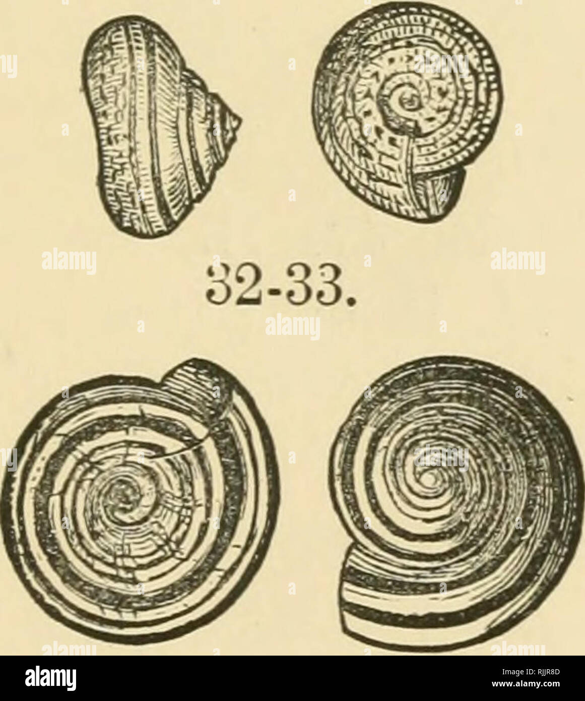 . Schöne Muscheln; ihre Art, Struktur und verwendet im Volksmund erklärte, mit Wegbeschreibungen
