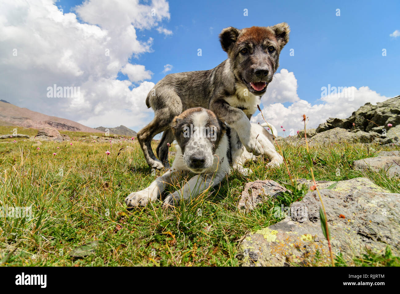 Zwei junge Schäferhunde in der Nähe von Stepantsminda Kaukasus. Stockfoto