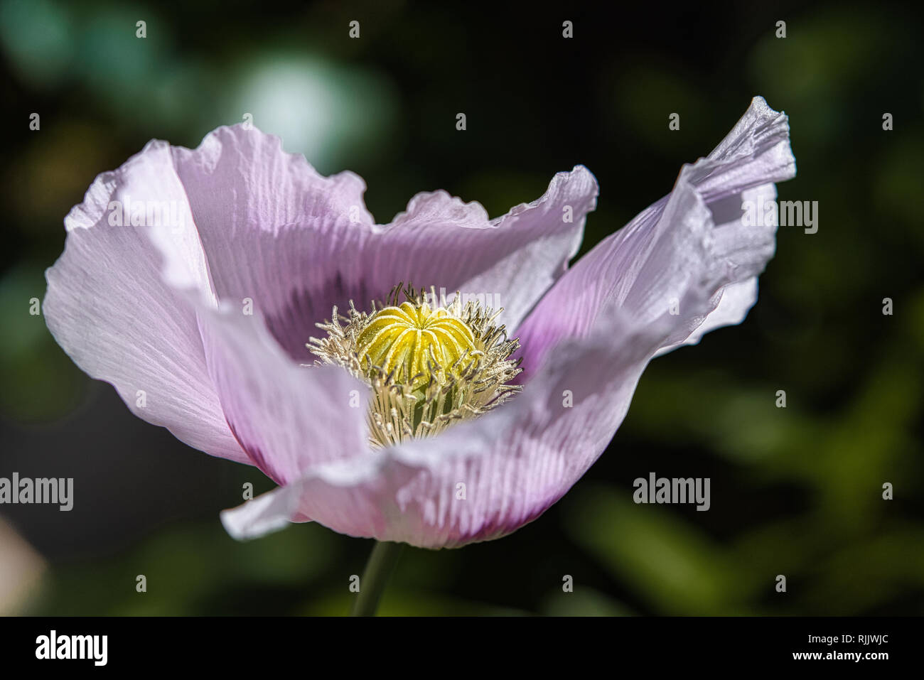 Fragile flieder und lila Brot samen Mohn Blume im Wind auf einem grünen Frühling Garten. Sanfte Bewegungen in der Brise. Schlafmohn (Papaver somniferum) Stockfoto