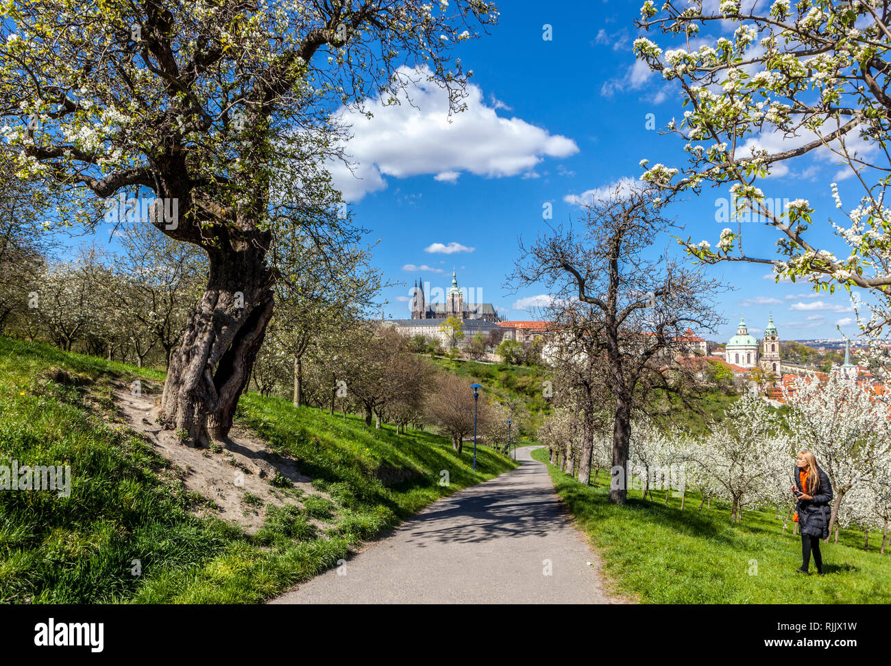 Blühende Bäume im Frühlingsgarten Prager Burg Panorama Frühlingsblick vom Petrin Park Tschechische Republik Frühlingslandschaft Stockfoto