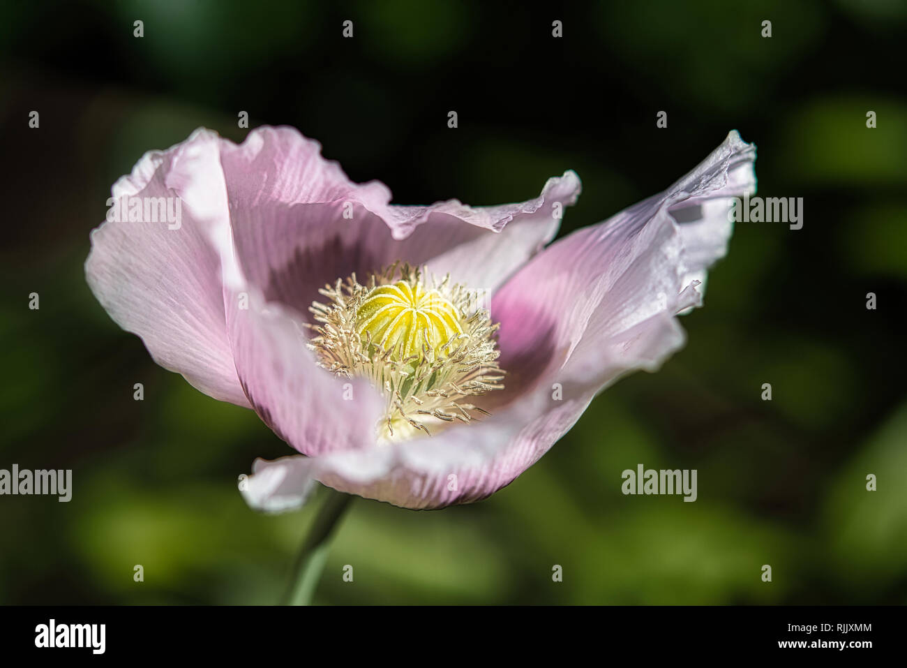 Ziemlich flieder und lila Brot samen Mohn Blume im Wind auf einem grünen Frühling Garten. Sanfte Bewegungen in der Brise. Schlafmohn (Papaver somniferum) Stockfoto