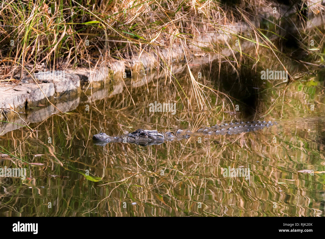 Mugger crocodile oder Crocodylus palustris in Fluss Wasser Stockfoto